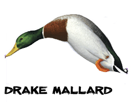 Motorized duck hunting decoys