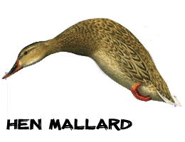 Motorized duck hunting decoys