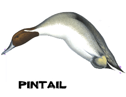 Motorized duck hunting decoys